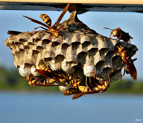 paper wasp nest removal